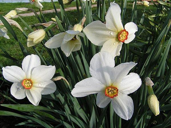 narciso poético en el sitio