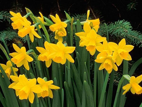 narcisos amarillos