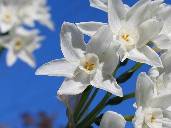 narcisos blancos