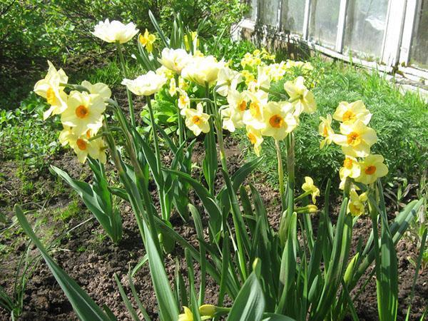 les jonquilles fleurissent dans le pays