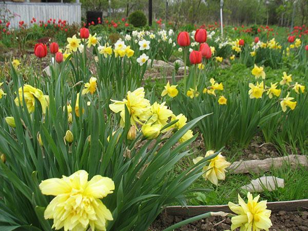 el aroma de los narcisos en primavera