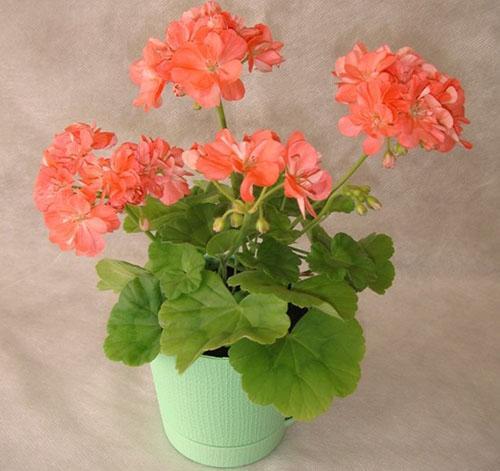 Pelargonium Mimi