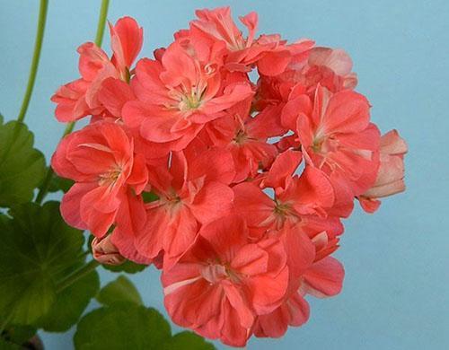 Grandes inflorescencias de Mimi pelargonium