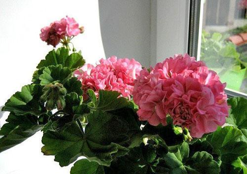 Flores dobles densas de Pelargonium Noel Gordon