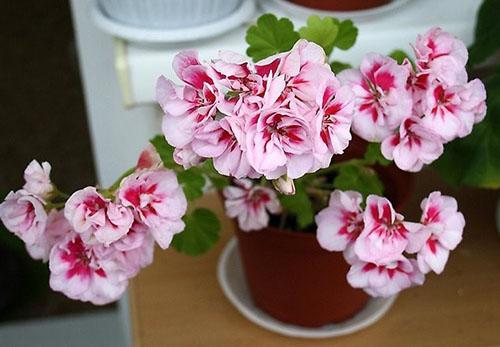 Pelargonium PAC Viva Maria