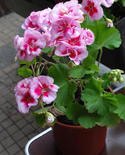 Planta compacta - pelargonium PAC Viva Maria