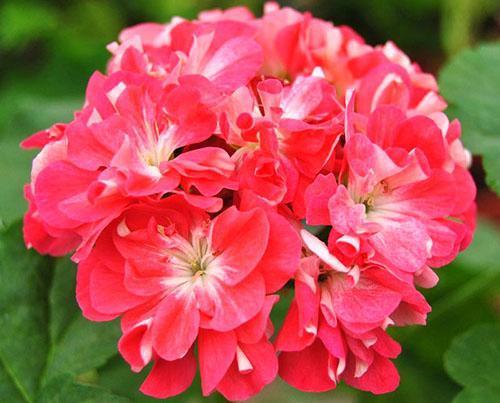 Guijarros de pelargonio