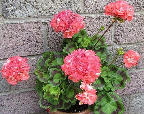 Soplo de polvo de pelargonio