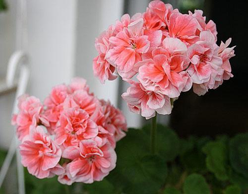 Lago Pelargonium zonificado