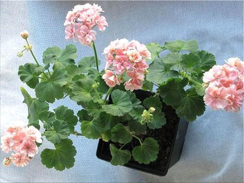 Pelargonium Ludwigsburger Flair