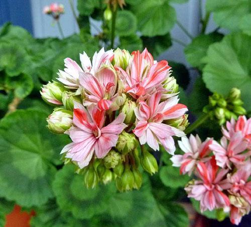 Pelargonium Mallorca