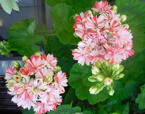 Forma inusual de flores de pelargonium de Mallorca