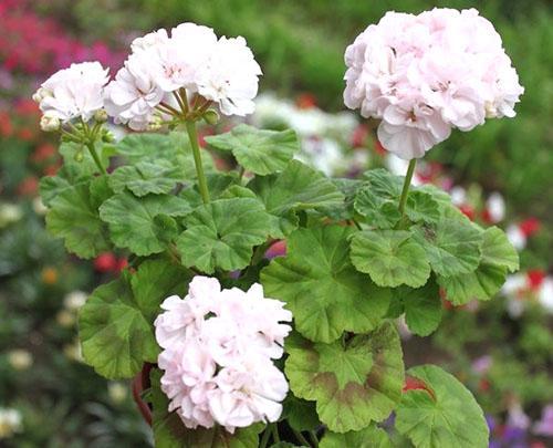 Pelargonium Dowepoint