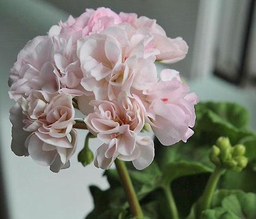 Inflorescencias voluminosas de pelargonium Dowepoint pequeño