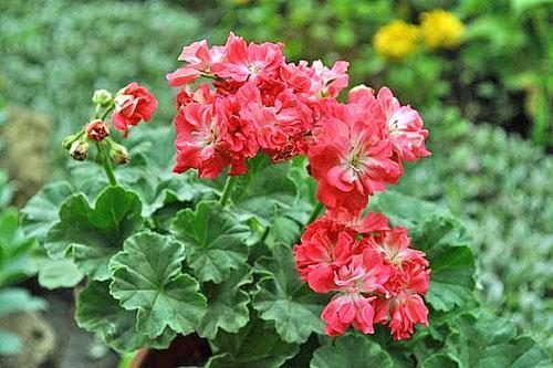 Terry Pelargonium Pebbles, color rosa frambuesa