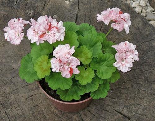 Pelargonio Elmsett