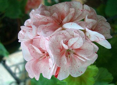 Pelargonium Elmsett enano