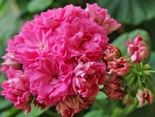 Flores de peonía Norrland Pelargonium