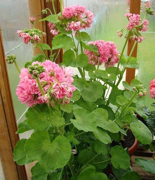 Pelargonium Norrland