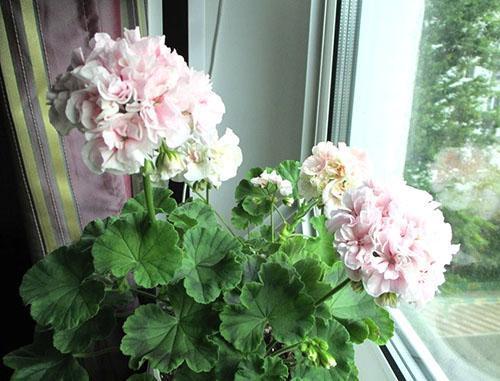 Pelargonium Granny Trueque