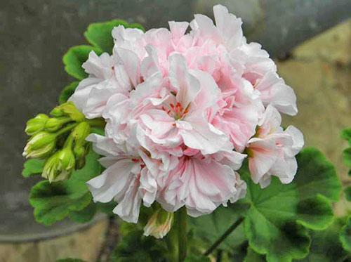 Coloración delicada de pelargonium Granny Barter