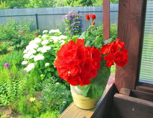 Pelargonium Ainsdale Duke