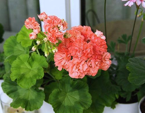 Pelargonium Shelk Moira