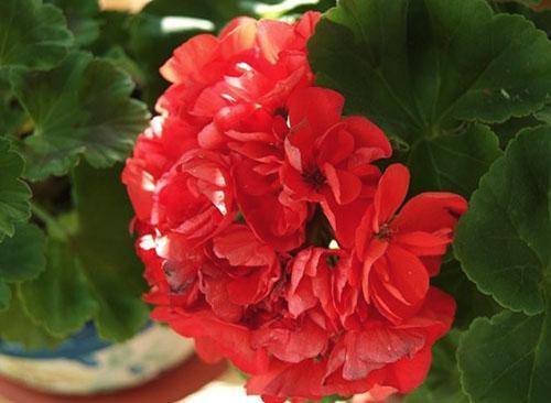Pelargonium Ainsdale Duke a des fleurs rouges doubles