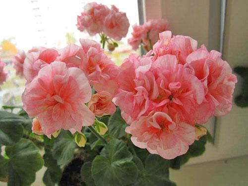 Flores de pelargonio doble Bold Ann