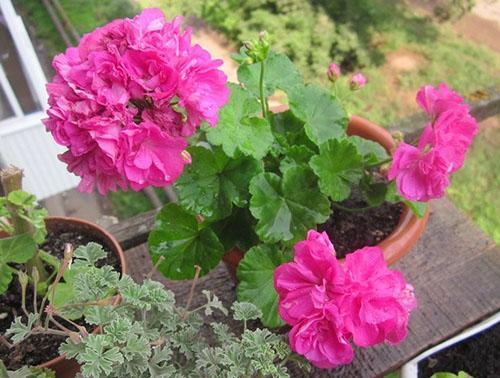 Pelargonium enano zonal Bold Pixie