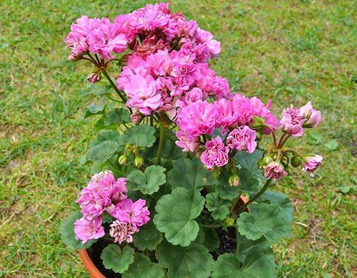 Pelargonium Brookside Fantasy