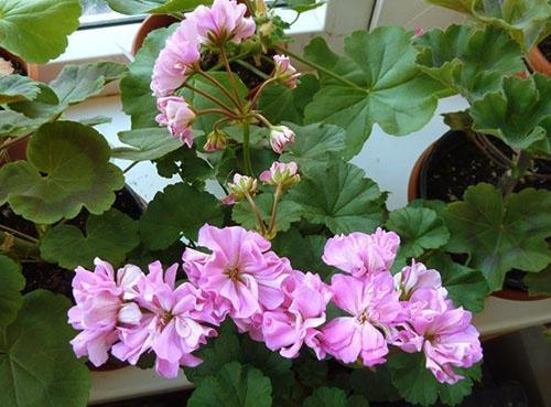 Pelargonium Brookside Fantasy en el alféizar de la ventana