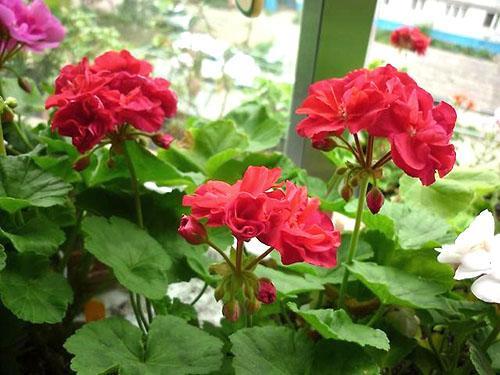 Pelargonium Bold Carmín