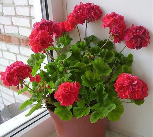 Flor de pelargonio carmín audaz