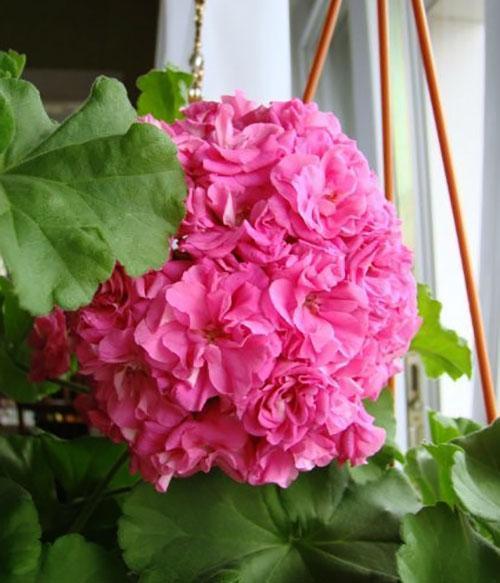 Les fleurs de la plante ressemblent à de vraies roses.