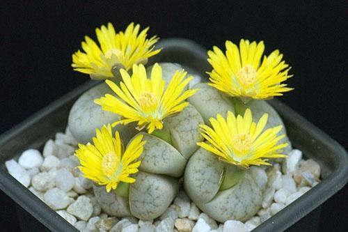 Lithops falso truncado