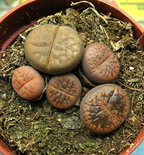 Lithops increíbles