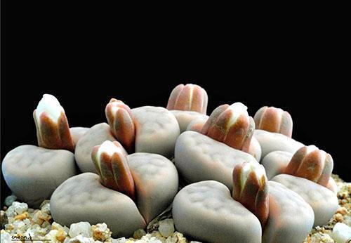 Lithops florecen