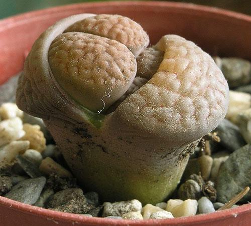 Lithops cambia de hojas y se reproduce