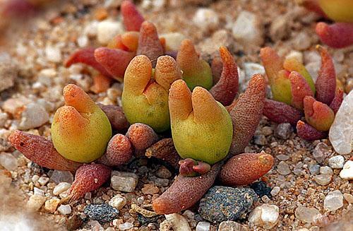 Lithops inusuales