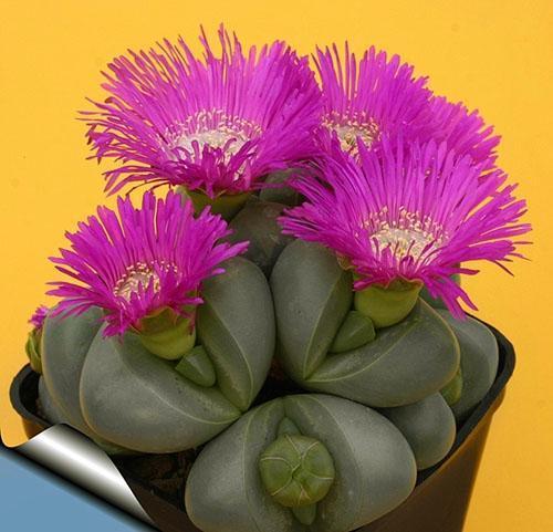 Flores delicadas de lithops