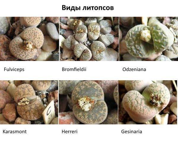 Especies de Lithops