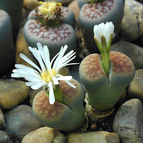 Lithops hermosa