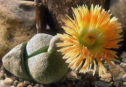 Lithops dividido