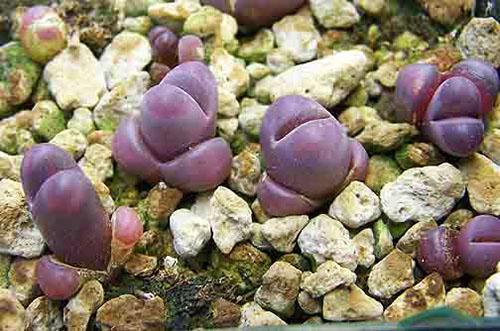 Lithops en la naturaleza