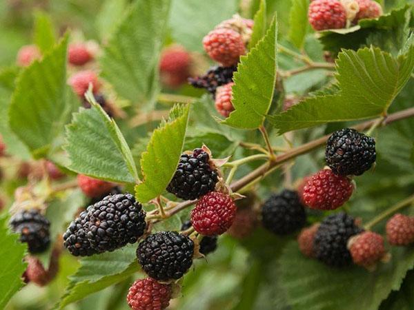 Fructification Blackberry Shoot Triple Couronne