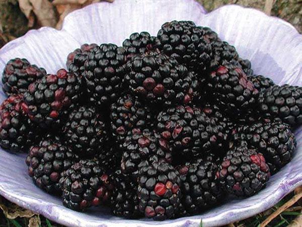Blackberry Chester Berries después de la cosecha