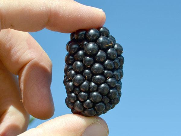 Variedad de moras resistentes a las heladas Polar