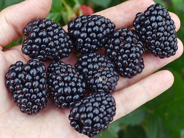 Loch Tay Blackberry Besship