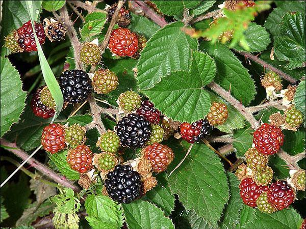 Maturation des baies de mûre touffue (Rubus fruticosus)